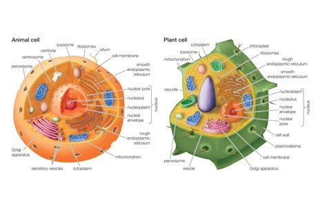 What do plant cells have animal cells dont? - Answers