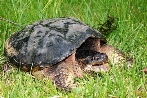 What do snapping turtles eat. Important aquatic scavengers, they are also active hunters that use ambush tactics to prey on anything they can swallow, including many invertebrates, fish, frogs, other … 