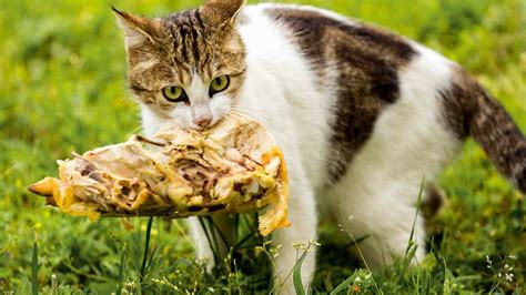 What do stray cats eat. It showed that a “typical” feral cat will kill and eat approximately nine mice throughout the day, with a number of unsuccessful hunts scattered in as well. Another paper revealed that feral cats got 52% of their calories from protein and 46% from fat, which only leaves 2% available to come from carbohydrates. 