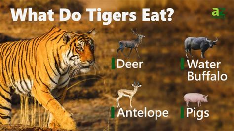 What do tigers eat. May 28, 2019 · The new menu on offer in the Dangku Wildlife reserve would be irresistible to Sumatran tigers, whose diet includes a range of deer and wild pigs. This is great news, as ZSL have been working to reduce hunting and make this habitat perfect for tigers – now they just need to able to travel there! Unfortunately, in South Sumatra, areas where ... 