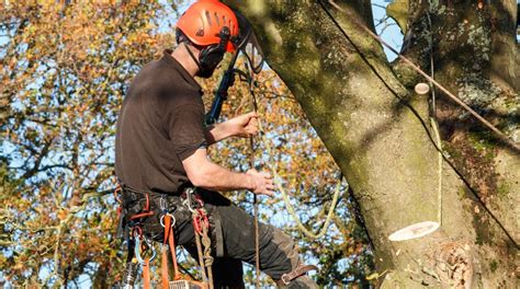 What do tree surgeons do.  They handle everything from pruning and tree r...