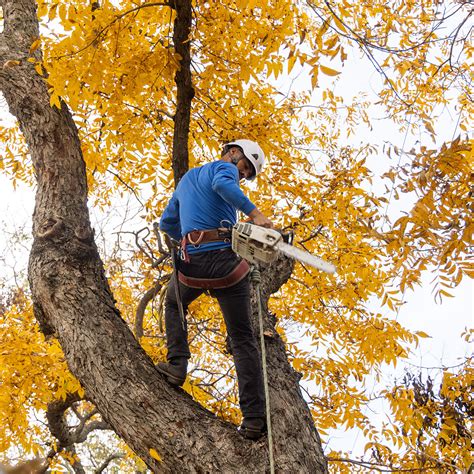 What do tree surgeons do.  They handle everything from pruning and tree remo...