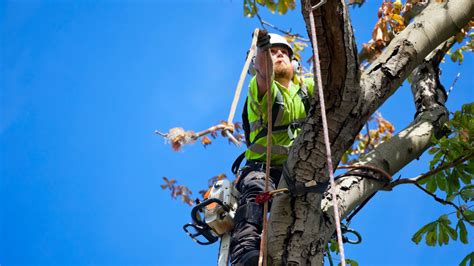 What do tree surgeons do.  Understanding the Role of a Tree Surgeon: Before diving into the ...