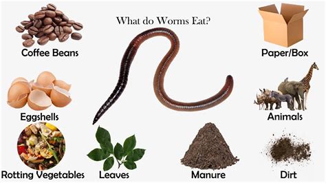 What do worms eat. How do worms eat and digest their food? Worms eat and digest their food using a specific body part that people call a gizzard. The gizzard uses stones so the earthworms can grind the food completely. The food then moves into their intestines. While they do so, the gland cells in their intestine release fluids, aiding the digestive process. ... 