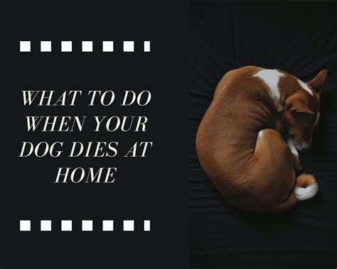 What do you do when your dog dies. Don’t leave your pet in a warm place. A cool, dry place such as a garage will have to do if you can’t keep it in a freezer or refrigerator. Don’t try to handle it alone as the death of a pet can be a traumatic experience. Call a friend or family member if you are alone when it happens. Don’t move larger pets without assistance. 
