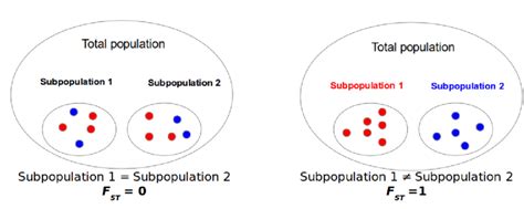 What does FST mean in population genetics?