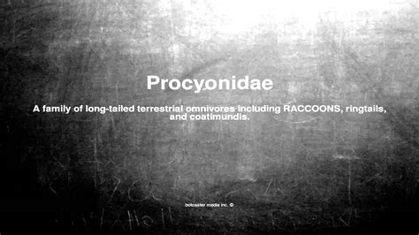 What does Procyonidæ mean? - Definitions.net