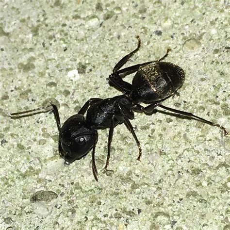 What does a carpenter ant look like. Black carpenter ants live in colonies with workers and a queen. The queen is slightly bigger than the worker ants, with a larger thorax and wings, while most ... 