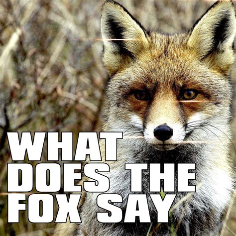What does a fox say. Things To Know About What does a fox say. 
