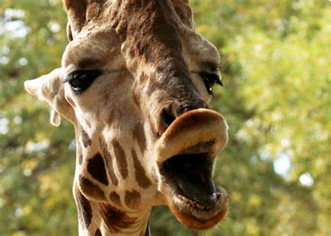 What does a giraffe sound like? - Science World