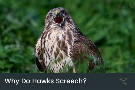 Different species produce different sounds. Some hawks screech (red-tailed hawks) while others produce the repetitive call (Cooper's hawks). What Sound Does a Red Tail Hawk Make? The red tail hawks' call is fairly recognizable. Some describe it as a loud, high-pitched scream. These are the typical screeching that people associate with hawks.. 