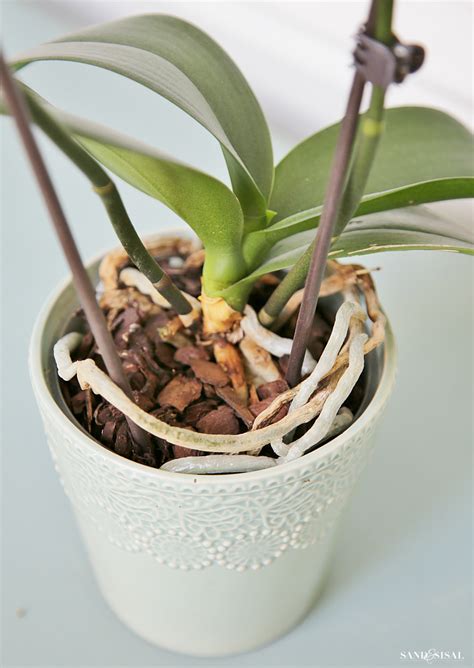 What does a healthy orchid plant look like? - Orchid Secrets