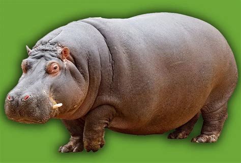 What does a hippo taste like? - emojicut.com