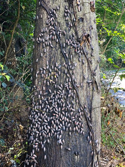 What does a lanternfly nest look like