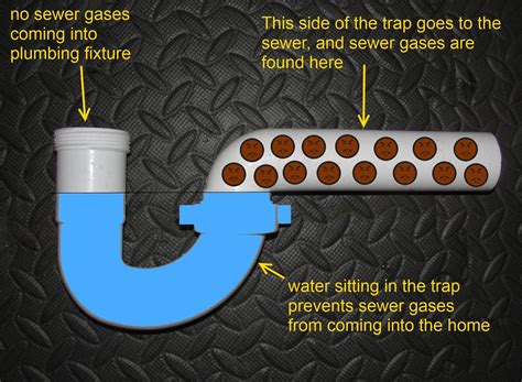 What does a pea trap look like for plumbing? - Liquid Image