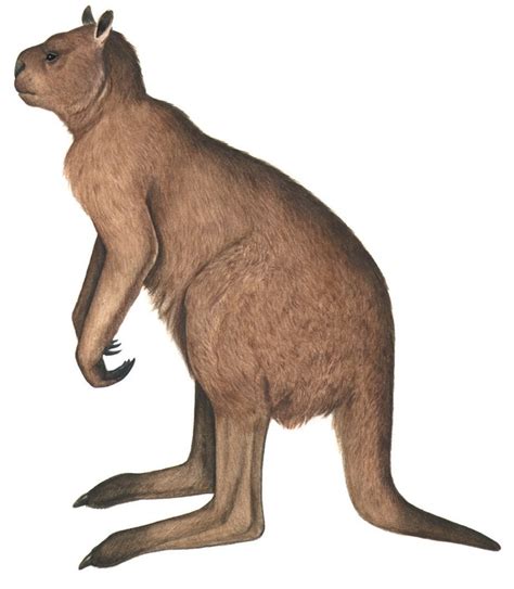 What does a procoptodon eat. 13 avr. 2014 ... This could have been the bushes and trees in its arid, almost desert habitat, or even grass. In fact, despite being a kind of kangaroo, ... 