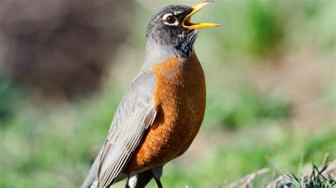 What does a robin sound like. Learn about the song and call of the Robin, the UK's most loved bird, and how it varies by season and time of day. Listen to audio examples and read … 