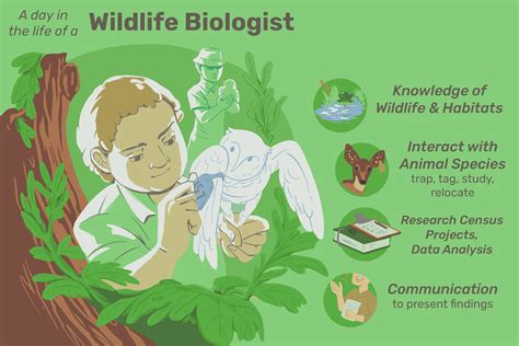 What does a wildlife biologist do. What do Wildlife Biologists Do? Wildlife ... Wildlife biologist research could include animal ... What does it look like? What plants grow there? What might ... 