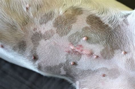 What does an infected spay incision look like. .  ...