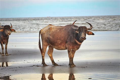 What does an ox represent in the bible. .  <a href=https://turist66.ru/evst5/granny-...