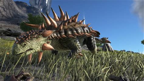 What did Ankylosaurus eat? Ankylosaurus grazed on low-lying plants. The dinosaur's triangular skull was wider than it was long and had a narrow beak at the end to aid in stripping leaves from plants.. 