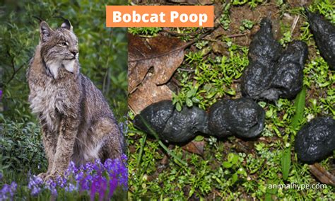 In one study, the largest bobcat recorded weighed only 38.7 pounds. Most wild bobcats average about 20 pounds. In the photo above, a bobcat stepped next to the track of a domestic dog. The dog's track looks longer than it really is because the animal slipped in the mud, leaving a long trail behind the track.. 
