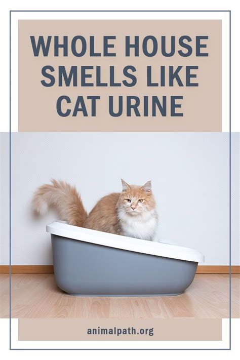 What does cat pee smell like. On its own, urea is odorless. However, once urea is excreted in the pee, bacterial metabolism converts it into ammonia. Ammonia is the evil culprit behind the … 