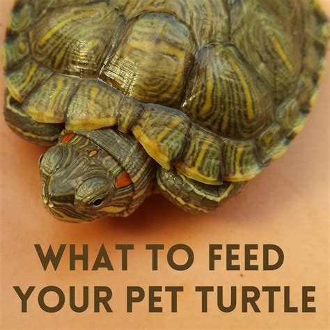 What does fresh water turtles eat. Things To Know About What does fresh water turtles eat. 