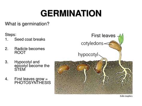 What does germination mean? - trogirhr.jodymaroni.com