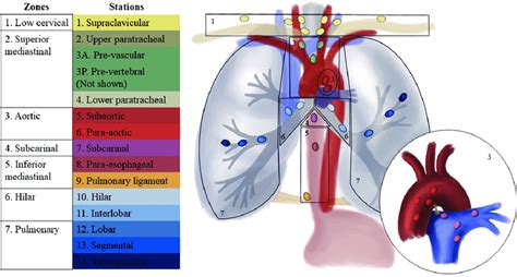 What does hilar lymph nodes mean in medical terms?