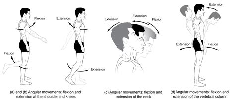 What does human movement mean? - Definitions.net