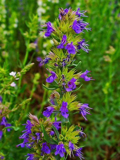 What does hyssop taste like? - nobelvoice.com