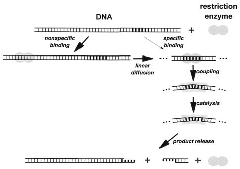 What does it mean to cleave DNA? [Expert Review!]