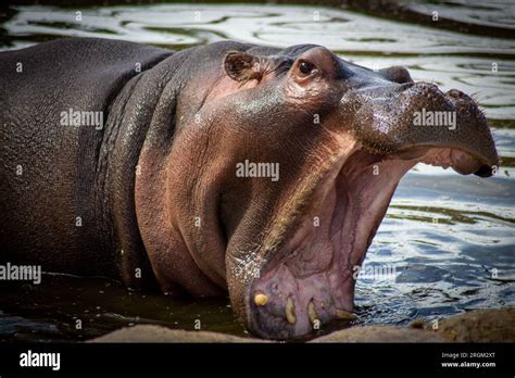 What does it mean when a hippo opens its mouth wide?