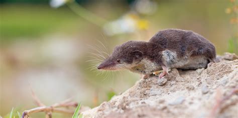 What does it mean when someone is a shrew? - TimesMojo