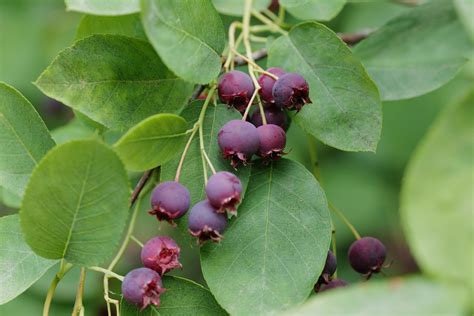 What does juneberry taste like. Feb 20, 2024 · The juneberry, also commonly called the serviceberry or shadbush berry, is a small fruit that grows in loose clusters on bushes or trees, depending on the exact species. They look very much like ... 