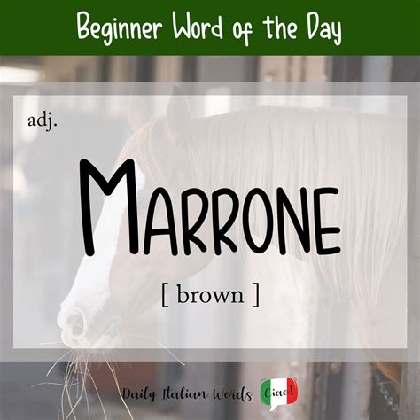 What does marone in italian mean. What does marrone mean in Italian? marrone. English Translation. brown. More meanings for marrone. brown noun. bruno, castano. maroon adjective. 