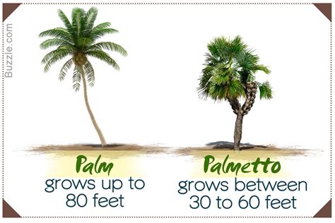 What does palmettos mean? - Definitions.net