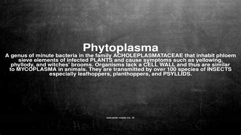 What does phytoplasma mean? - Definitions.net