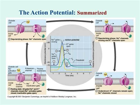 What does propagation of action potential mean?