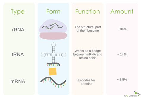 What does rrna do. Things To Know About What does rrna do. 