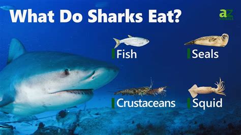 What does shark eat for food. These species of sharks largely feed on plankton which includes shrimps, krill, small copepods, and larvae. Besides, these sharks also consume algae, mollusks, fish eggs, and squids. The plankton-eating sharks do not have sharp pointed teeth; rather, they have hundreds of tiny teeth which play no role as such in feeding. 