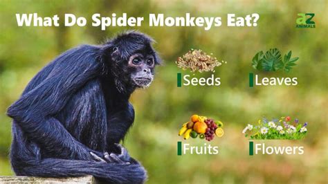 What Do Spider Monkeys Eat? The spider monkey diet is 