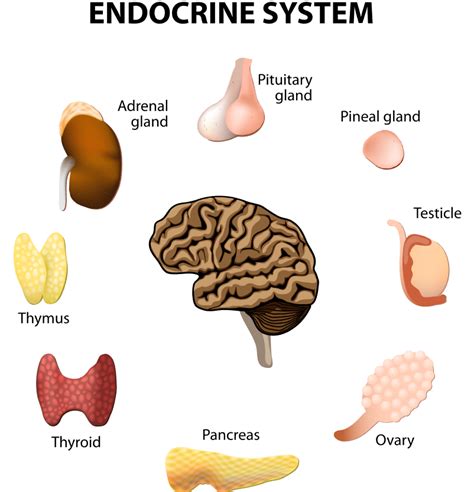 What does the endocrine system help maintain homeostasis?