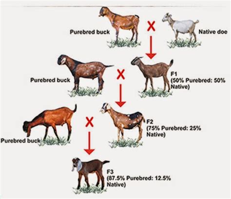 What does upgrading the breeding structure do. 6.1.1 New breed formation. This is also called the formation of a gene pool. After the first cross, F 1 animals are mated together to form an F 2 followed by an F 3, and so on. If the desired proportion of European blood is 75 percent then a backcross is made before the inter se mating starts. 
