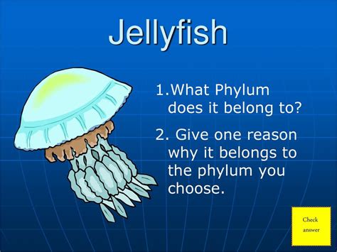 What domain do jelly fish belong to? - Answers