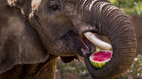 What eats elephants. eat an elephant one bite at a time. To accomplish a large goal by doing smaller, cumulative tasks. When my kids are overwhelmed about projects for school, I always remind them that you can only eat an elephant one bite at a time. The computer company says that their next hardware revision will be a huge undertaking, but … 