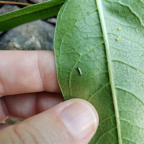 What eats monarch caterpillar eggs? - Quora