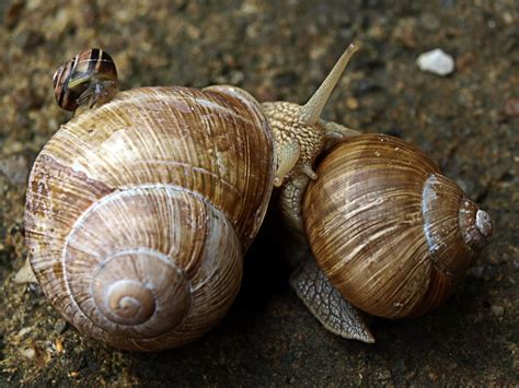 Since snails are invertebrates, their phylum must also consists of invertebrates, and snails fall into the phylum Mollusca, where organisms have soft …. 
