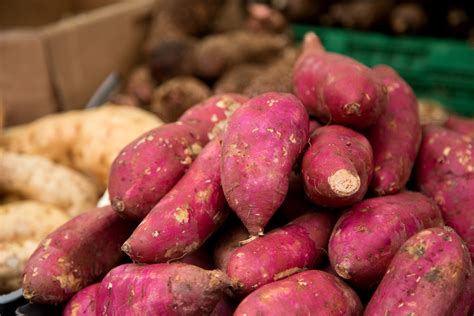 It’s true: yams and sweet potatoes are totally different plants and are not even closely related. In fact, these tasty starchy veggies are actually in two different plant families entirely! Yams are members of the genus Dioscorea and are in their own special family, Dioscoreaceae. They are tubers, like potatoes, and are mostly cultivated in ... . 